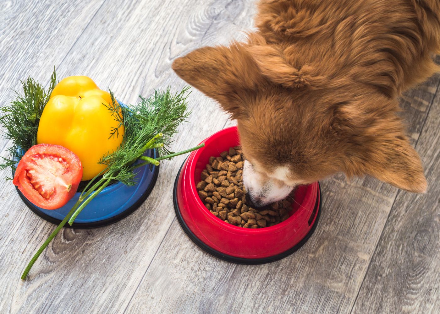 croquettes chien sans céréales